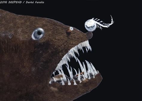 Meet the Tiny Bacteria That Give Anglerfishes Their Spooky Glow.